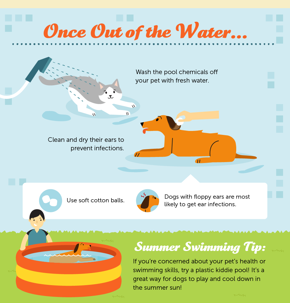 Inflatable pool safety tips for pets