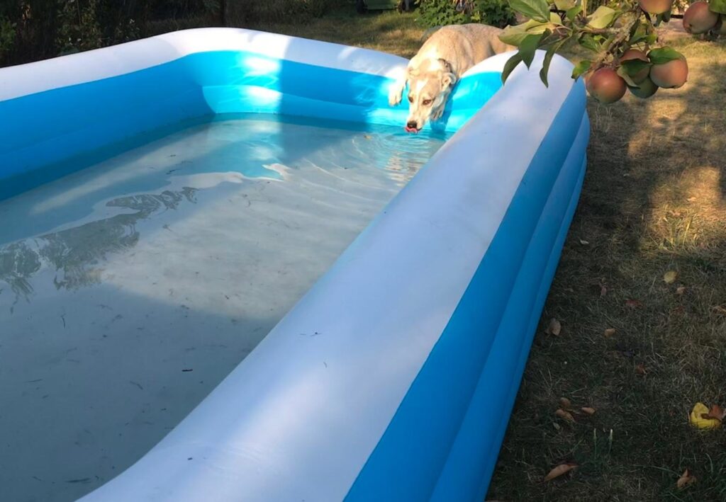 Using Inflatable Pools in Zoo Enclosures for Animals