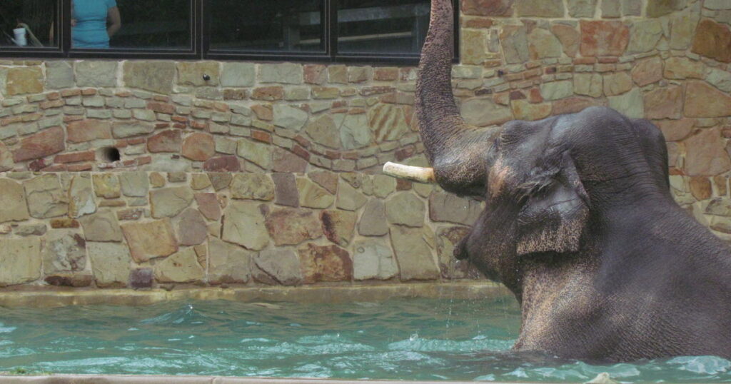 Using Inflatable Pools in Zoo Enclosures for Animals