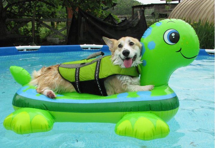 Using Inflatable Pools in Zoo Enclosures for Animals