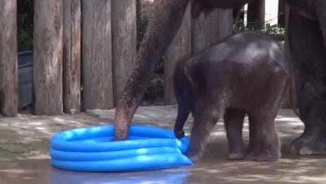 Using Inflatable Pools in Zoo Enclosures for Animals